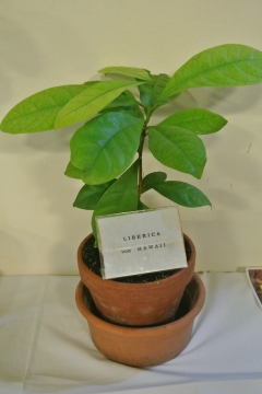 Liberica-Kaffeepflanze aus Hawaii 