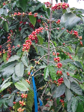 Die Kaffeebäume wachsen doppelt so schnell wie etwa in Äthiopien.